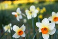 White/Red flower in foreground with blurred background Royalty Free Stock Photo