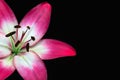 White-red flower lily on black isolated background, Closeup. Royalty Free Stock Photo