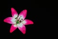White-red flower lily on white isolated background, Closeup. Royalty Free Stock Photo