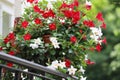 White and red flower in pots. Dipladenia, Mandevilla sanderi.