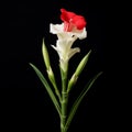 Lifelike Gladiolus: Minimal Retouching Micro Photograph On Solid Background