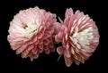 White-red flowers chrysanthemum. black isolated background with clipping path. Closeup no shadows. For design.