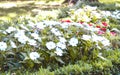 White and red flowers at a park