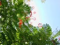 White and red flowers