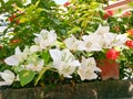 White and red flowers