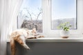 White-red fluffy cat sleeping on the windowsill of living room Royalty Free Stock Photo