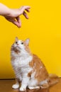 White-red 10-year-old cat looks at the treat in the owner`s hand Royalty Free Stock Photo