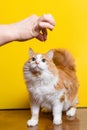 White-red 10-year-old cat looks at the treat in the owner`s hand Royalty Free Stock Photo