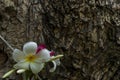 White and red frangipani Leelawadee Royalty Free Stock Photo