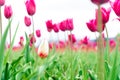 White and red french tulip in a flower field, among pink triumph tulips, with a blurry background, and focus on one different