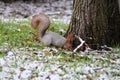 White and red fur squirrel on snow in the forest Royalty Free Stock Photo