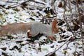 White and red fur squirrel on snow in the forest Royalty Free Stock Photo