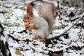 White and red fur squirrel on snow in the forest Royalty Free Stock Photo