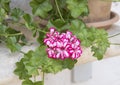 White and red Geranium blooms in a pot, Southern Italy Royalty Free Stock Photo