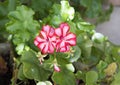 White and red Geranium blooms in a pot, Southern Italy Royalty Free Stock Photo