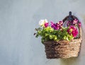 White and red geranium flowers in brown wicker basket, flower pot hanging on white wall, copy space, selective focus Royalty Free Stock Photo