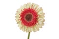 White and red gerbera flower isolated. Royalty Free Stock Photo