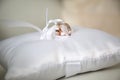 White and red gold wedding rings on a white satin cushion Royalty Free Stock Photo