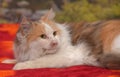 White with red and gray tricolor fluffy cat lies Royalty Free Stock Photo