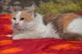 White with red and gray tricolor fluffy cat lies Royalty Free Stock Photo