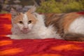 White with red and gray tricolor fluffy cat lies Royalty Free Stock Photo