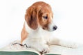 white-red-haired puppy with long ears lays a large paper book