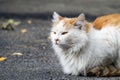 White-red-headed cat catches pheromones Royalty Free Stock Photo