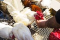 White and red hens eating in man hand