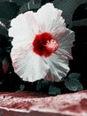 White and red hibiscus flower with dropped water Royalty Free Stock Photo