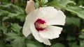 white red hibiscus flower plant with green behind, close up