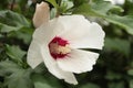 white red hibiscus flower plant with green behind, close up. p