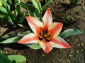 White and red holly tulip, Greig `Pinocchio` tulips in a flower bed on a sunny spring day.The festival of tulips on Elagin Island Royalty Free Stock Photo