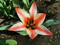 White and red holly tulip, Greig Pinocchio tulips in a flower bed on a sunny spring day. The festival of tulips on Elagin Island Royalty Free Stock Photo