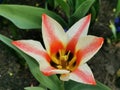 White and red holly tulip, Greig `Pinocchio` tulips in a flower bed on a sunny spring day. The festival of tulips on Elagin Island Royalty Free Stock Photo