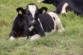 White and White and red Holstein Frysian cow on a meadow Holstein Frysian cow on a meadow Royalty Free Stock Photo