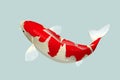 White & Red Koi Fish Royalty Free Stock Photo