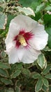 White and red large hibiscus flower