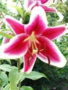 White and red lily orchid in the shape of a star. Red and White Star Gazer Lily Royalty Free Stock Photo