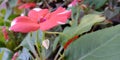 White and red mixed flower plant in Sri Lanka