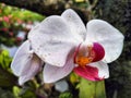 White and red moon orchid flowers are blooming Royalty Free Stock Photo