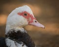 Muscovy duck portrait Royalty Free Stock Photo