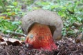 white red mushroom ground