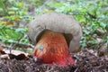 white red mushroom ground Royalty Free Stock Photo