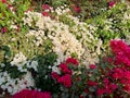 White and red nice flour garden in india Royalty Free Stock Photo