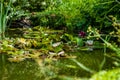 White and red nymphaea or waterlily flowers and green leafs in water of garden pond close up