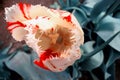 White-red flower open, tulip closeup.