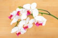 white with red orchid on bamboo wooden background Royalty Free Stock Photo