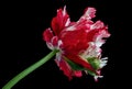 Parrot tulips isolated on black background Royalty Free Stock Photo