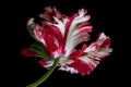 Parrot tulips isolated on black background Royalty Free Stock Photo