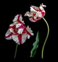 White-red parrot tulips isolated on black background Royalty Free Stock Photo